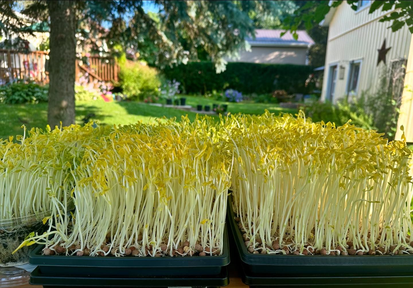 Buy Microgreens - 19 varieties and 3 sizes to choose from!