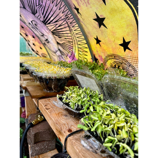 Live Microgreen Planters