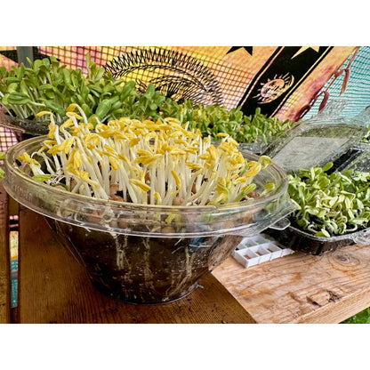 Live Microgreen Planters