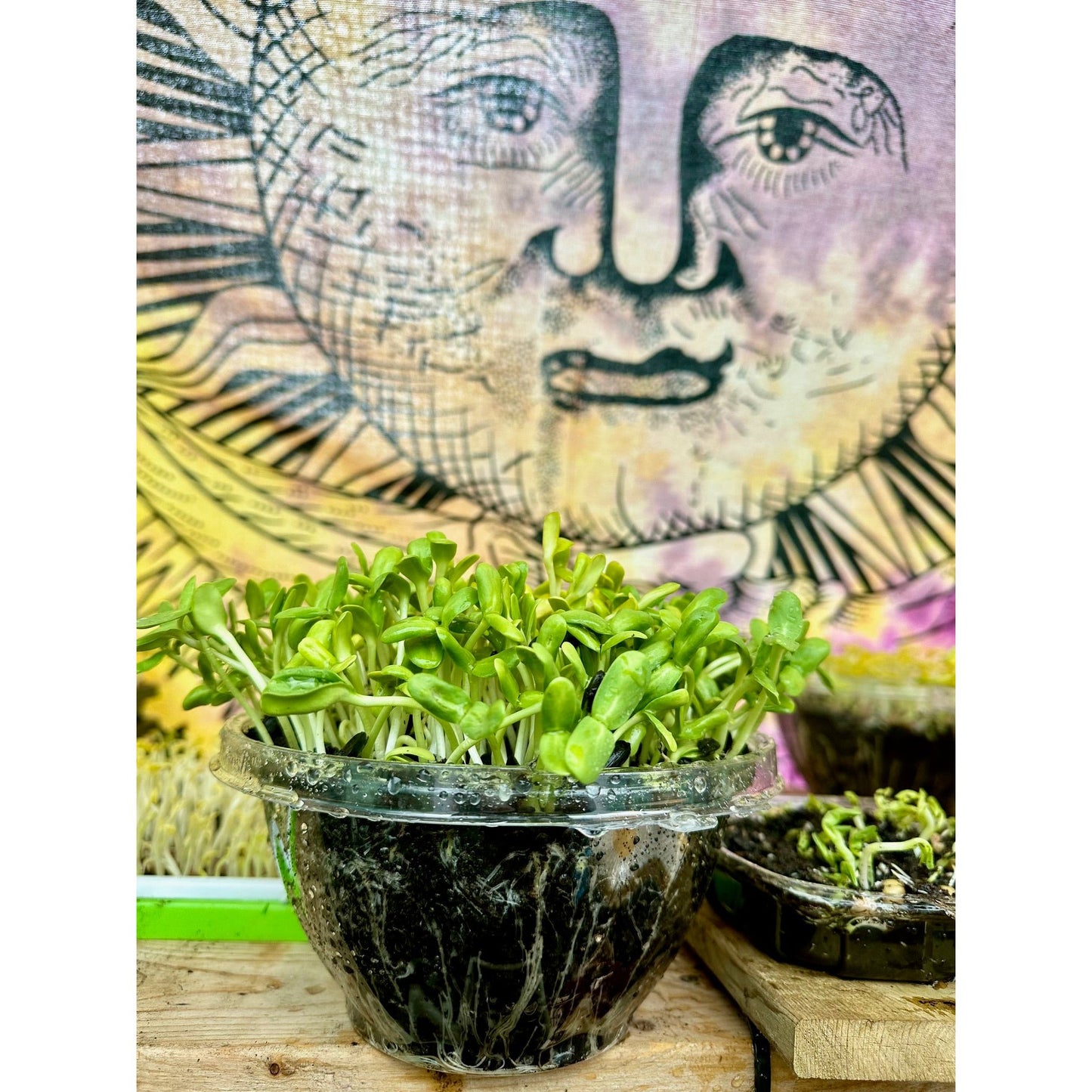 Live Microgreen Planters