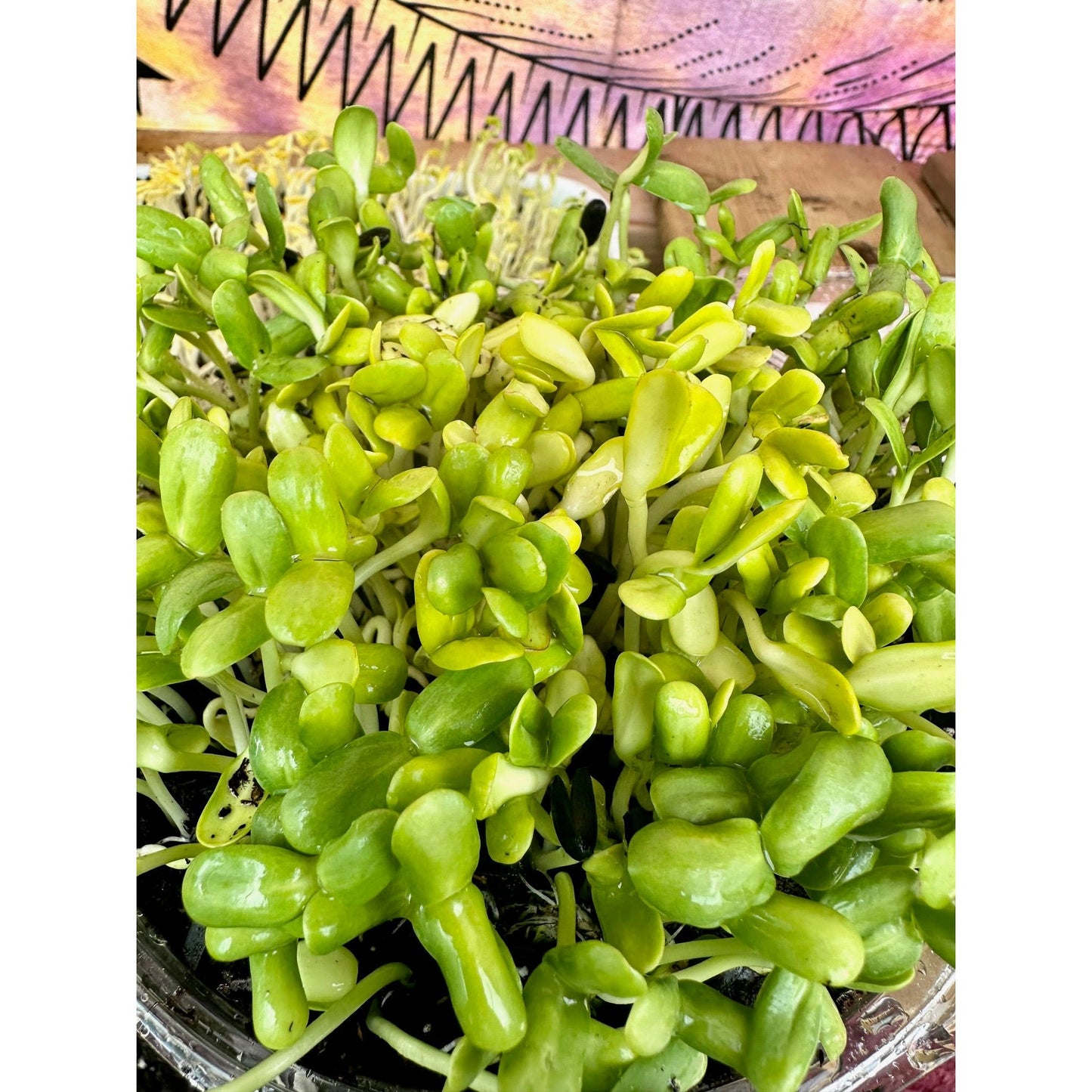 Live Microgreen Planters