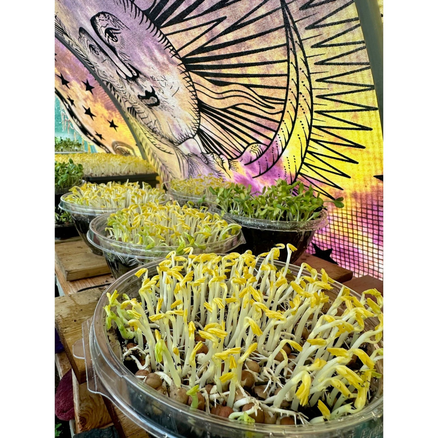 Live Microgreen Planters