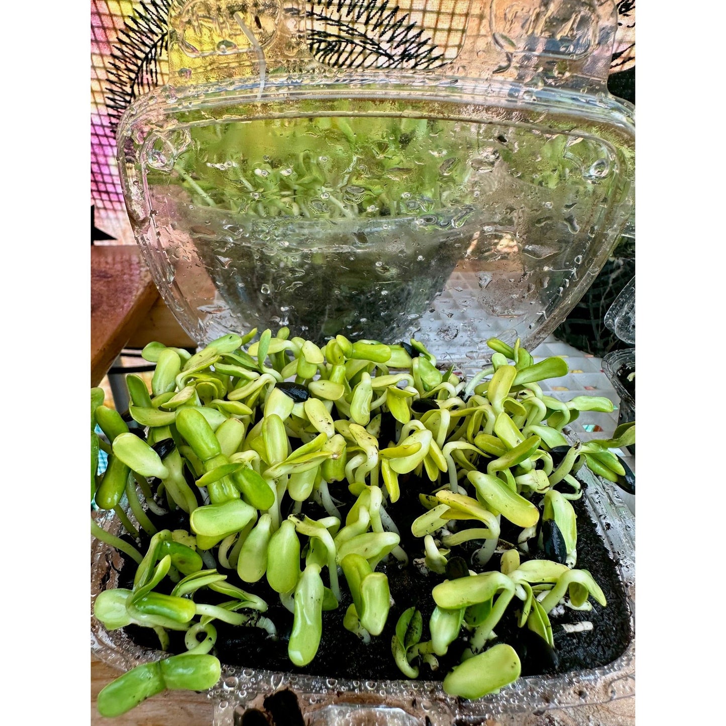 Live Microgreen Planters