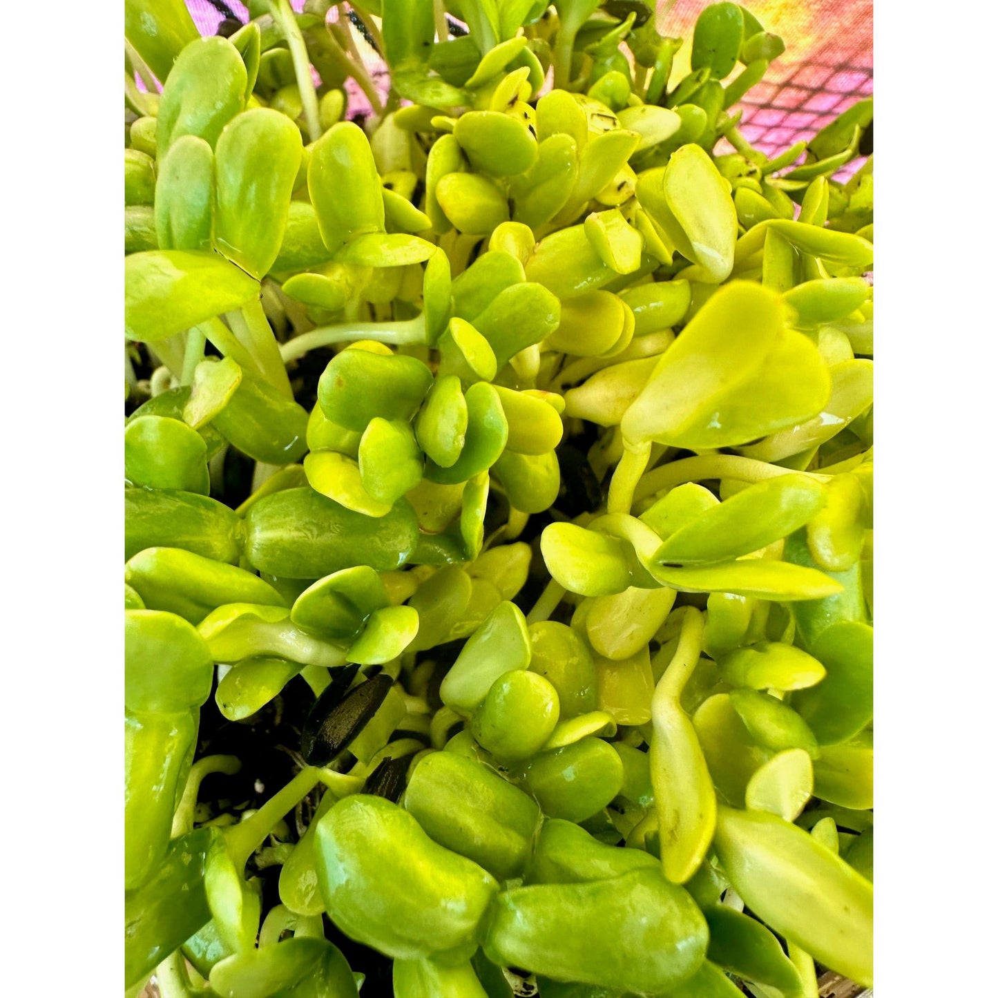 Live Microgreen Planters