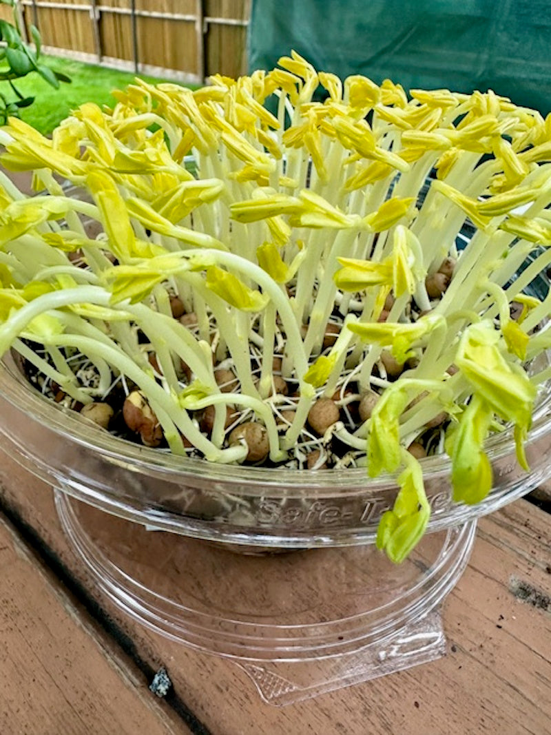 Live Microgreen Planters