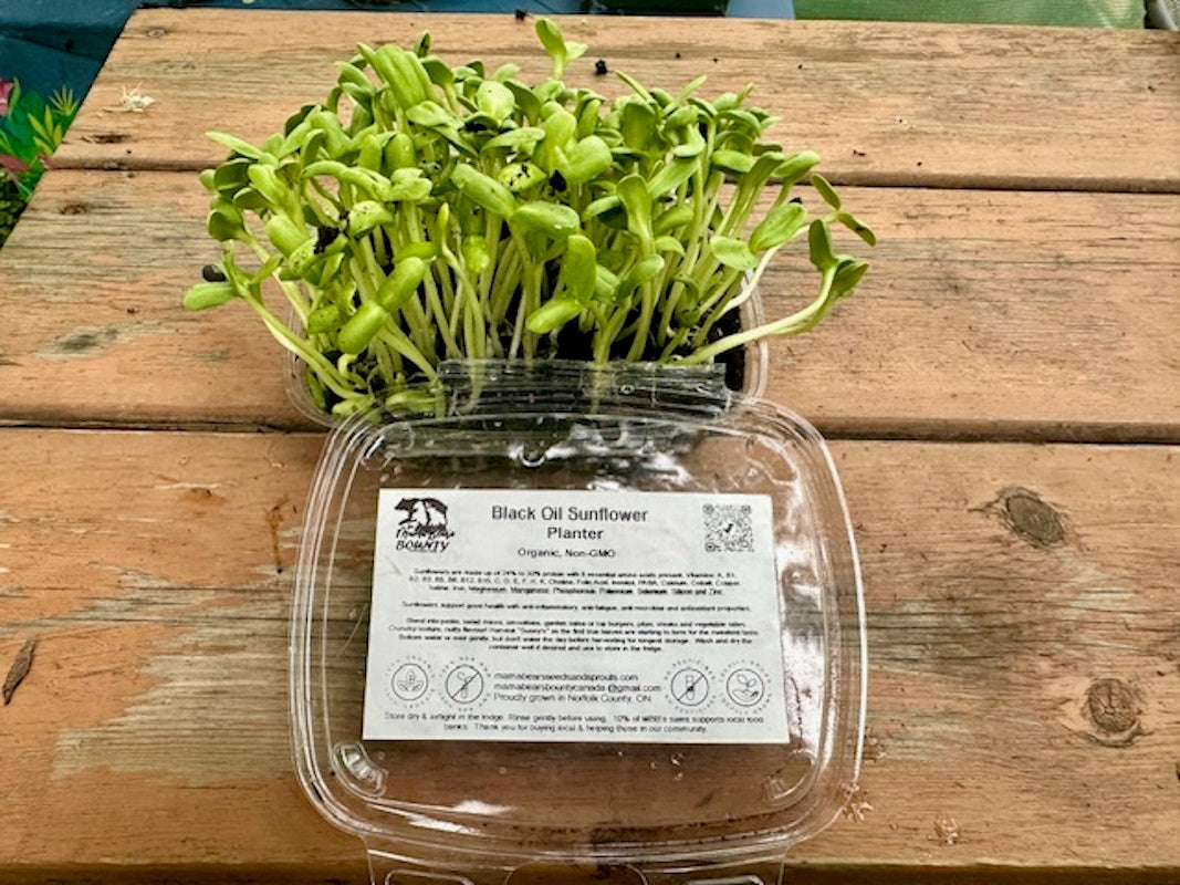 Live Microgreen Planters