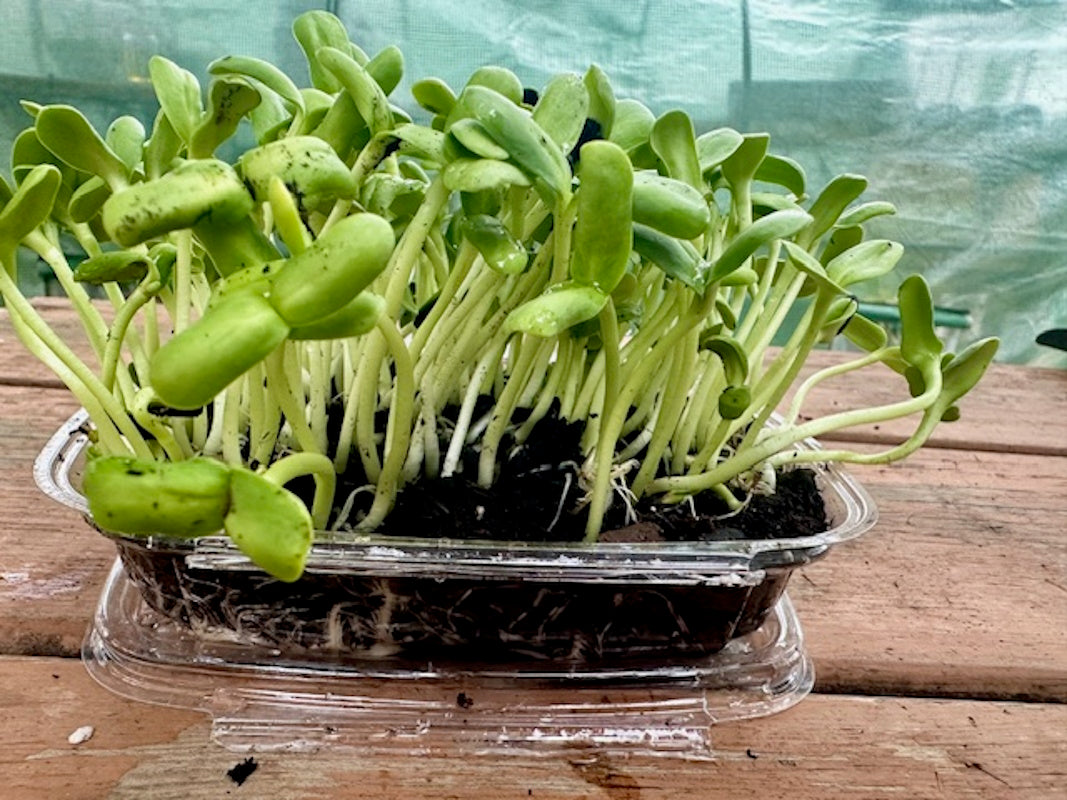 Live Microgreen Planters