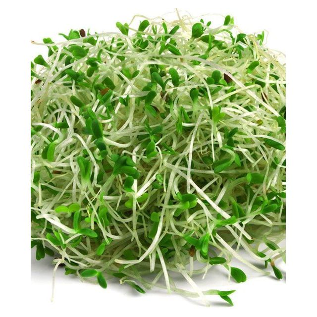 Alfalfa 150 G - Mama Bear's Bounty-Seeds and Sprouts