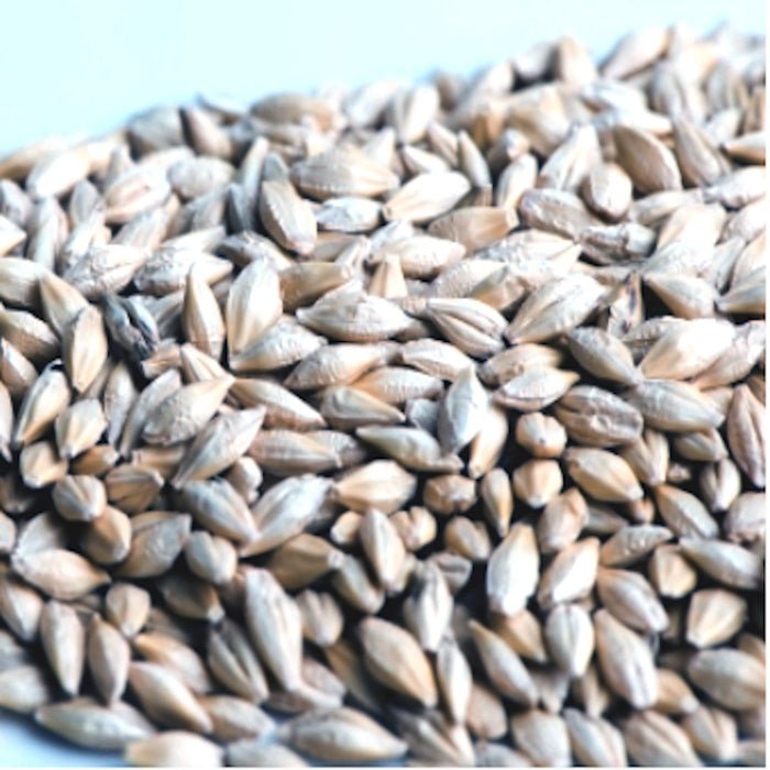 Barley, Hulls on 150 G - Mama Bear's Bounty-Seeds and Sprouts