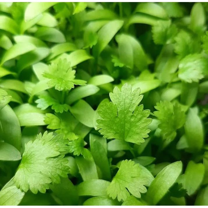 Coriander (Cilantro) 30 G - Mama Bear's Bounty-Seeds and Sprouts