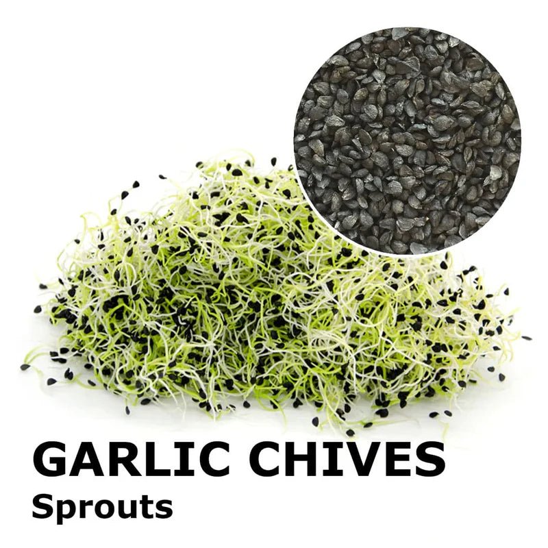 Garlic Chives 75 G - Mama Bear's Bounty-Seeds and Sprouts