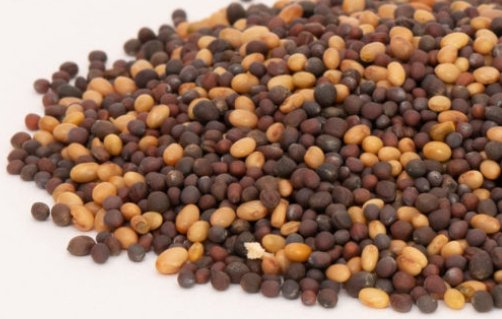 Mellow Microgreen Mix 150 G - Mama Bear's Bounty-Seeds and Sprouts