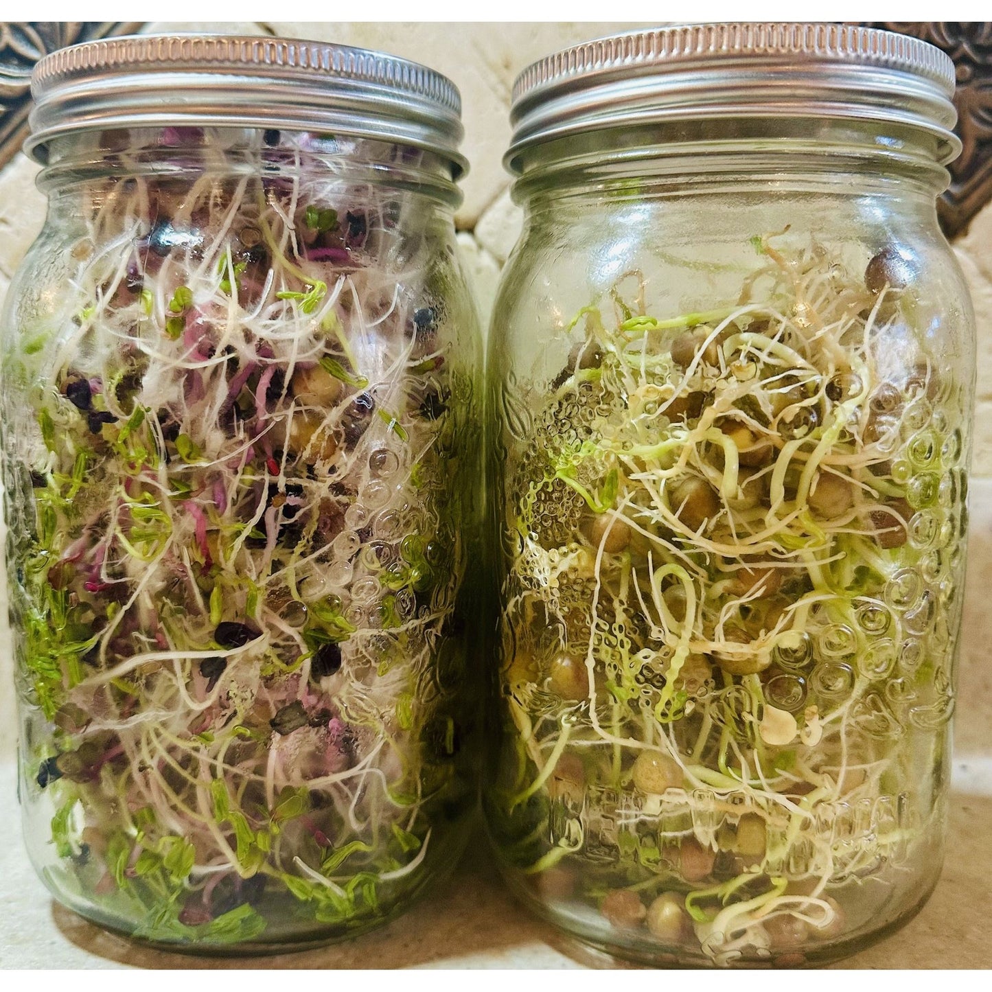 Seed Sprouting Kit with Mason Jar, Straining Lid & 3 X 30 G of Starter Seed Packs - Mama Bear's Bounty-Seeds and Sprouts