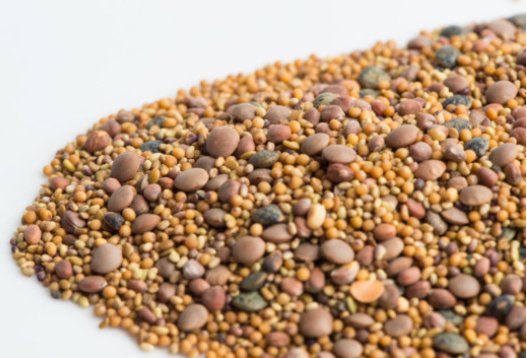 Spicy Lentil Crunch 150 G - Mama Bear's Bounty-Seeds and Sprouts